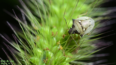 Eysarcoris aeneus