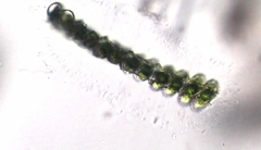 Sphaerozosma vertebratum