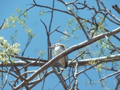 Hemitriccus margaritaceiventer