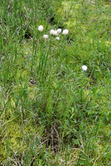 Eriophorum chamissonis