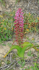 Lachenalia pallida