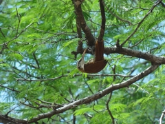 Lepidocolaptes angustirostris