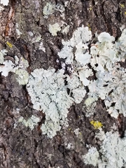 Myelochroa aurulenta