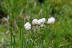 Eriophorum chamissonis