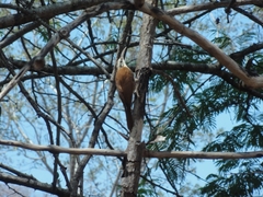 Lepidocolaptes angustirostris