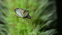Eysarcoris aeneus