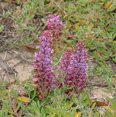 Lachenalia pallida