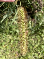 Setaria pumila