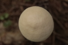 Lycoperdon excipuliforme