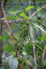 Urtica dioica
