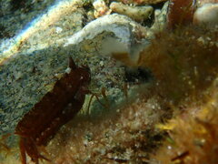 Clinitrachus argentatus