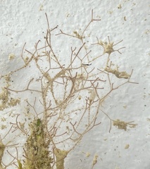 Centroceras gasparrinii