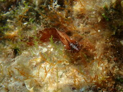 Clinitrachus argentatus