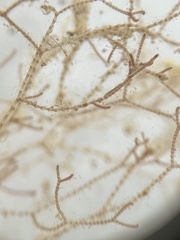 Centroceras gasparrinii