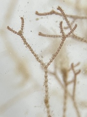 Centroceras gasparrinii