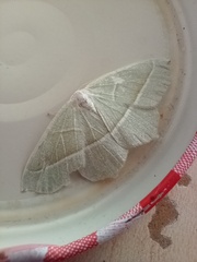 Campaea margaritaria