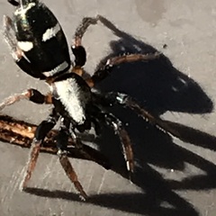 Sergiolus columbianus