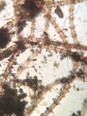 Centroceras gasparrinii