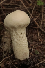 Lycoperdon excipuliforme