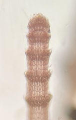 Centroceras gasparrinii