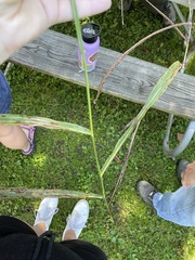 Sorghum