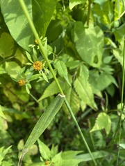 Beckmannia eruciformis