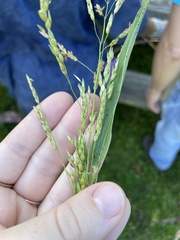Sorghum