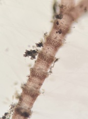 Centroceras gasparrinii