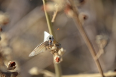 Heliopetes ericetorum