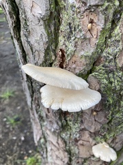 Pleurotus