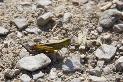 Mecostethus parapleurus