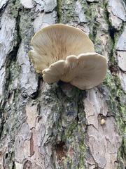 Pleurotus
