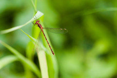 Lestes disjunctus