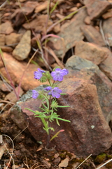 Phacelia linearis