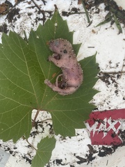Mammalia