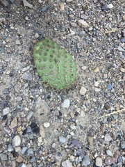 Opuntia polyacantha