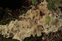 Antrodiella