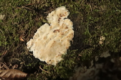 Antrodiella