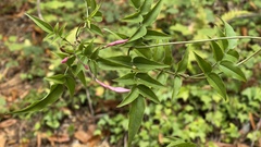 Jasminum polyanthum