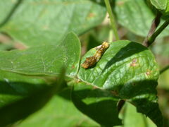 Heraclides cresphontes