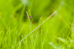 Lestes disjunctus