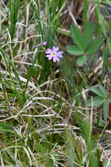 Primula nutans