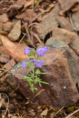 Phacelia linearis
