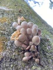 Oudemansiella mucida