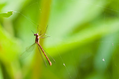 Lestes disjunctus