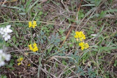 Medicago falcata