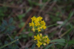 Medicago falcata
