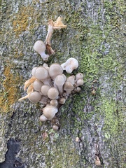 Oudemansiella mucida