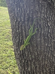 Anolis equestris
