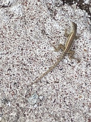 Microlophus bivittatus